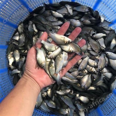 金鲫直供鲫鱼苗 湘云鲫 中科3号鲫鱼苗 彭泽鲫鱼苗白鲫