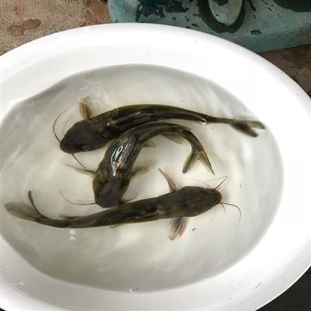 养殖场的黄骨鱼 淡水红鲳黄骨鱼 厂家批发