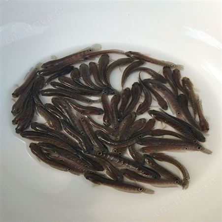 点秤鱼 花星鱼苗 七星鱼鱼苗供应 中渔水产