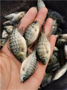 罗非鱼_专业鱼苗批发 多年行业经验 价格实惠 众多客户的放心之选