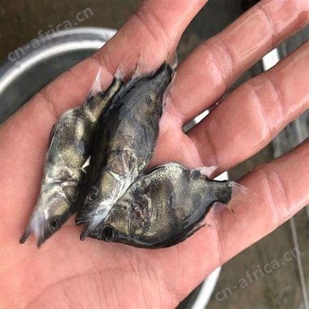 季花鱼苗 翘嘴鳜鱼 供应桂花鱼