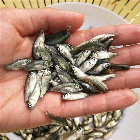 鲫鱼苗  广东鲫鱼苗 鲫鱼苗养殖场直供 白鲫鱼苗 淡水鲫鱼苗中科三号鲫鱼苗