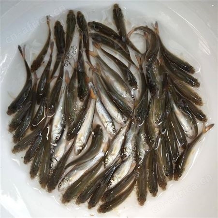 大鳞鲃银鳕鱼苗淡水银鳕鱼苗 大鳞巴银雪鱼苗冷水鱼苗鱼苗