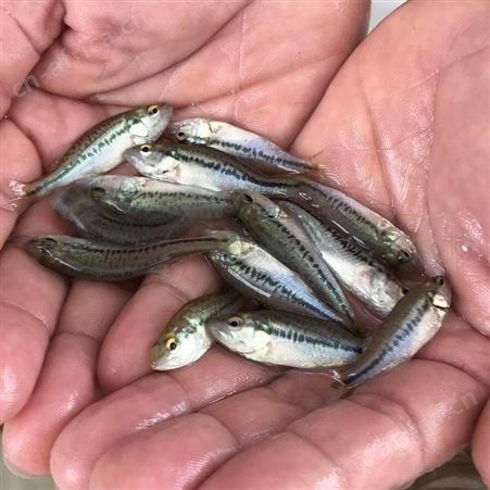 黑鲈鱼苗 淡水加州鲈鱼苗 广东鲈鱼苗批发 优鲈3号苗供应 鲈鱼鱼苗