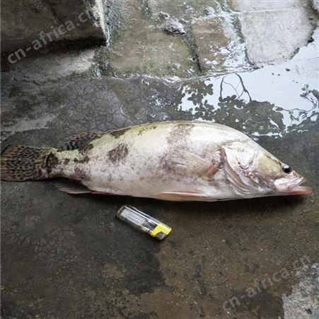 鯚鱼 翘嘴鳜鱼 鳜鱼苗繁殖场