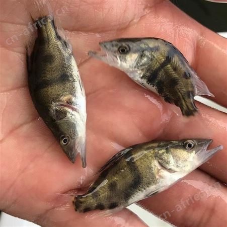 季花鱼苗 翘嘴鳜鱼 供应桂花鱼