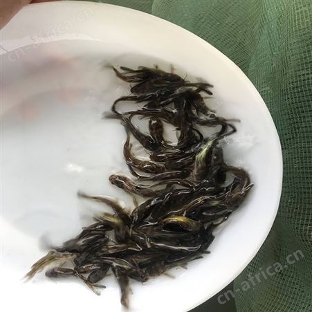 大黄骨鱼苗  单性黄骨鱼 欢迎选购