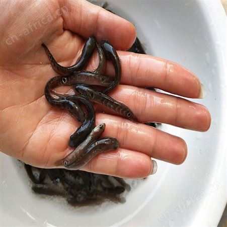 点秤鱼 花星鱼苗 七星鱼鱼苗供应 中渔水产