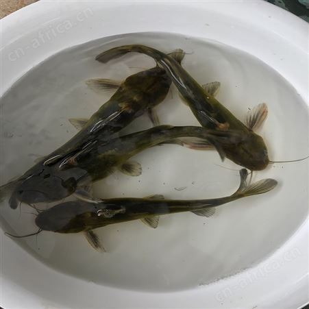 大黄骨鱼苗  单性黄骨鱼 欢迎选购