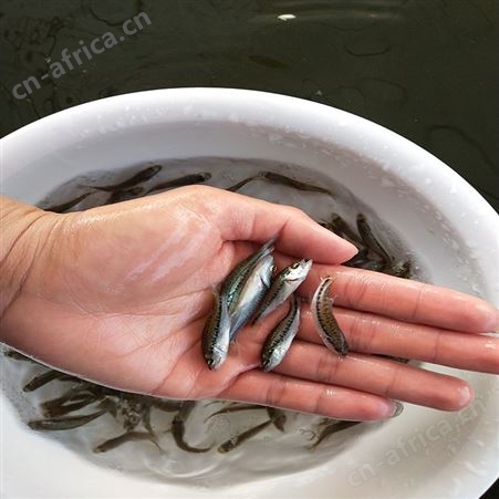 中渔水产 开背海鲈鱼 网红宝石鲈鱼 欢迎选购