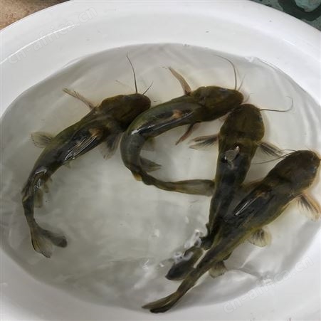 养殖场的黄骨鱼 淡水红鲳黄骨鱼 厂家批发