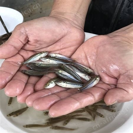 中渔水产 开背海鲈鱼 网红宝石鲈鱼 现货批发