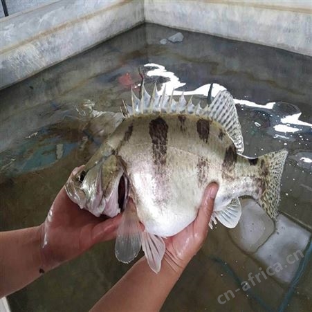 鯚鱼 翘嘴鳜鱼 鳜鱼苗繁殖场