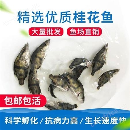 鳌花 出售翘嘴桂花鱼苗 翘嘴鳜鱼苗 翘嘴桂鱼苗 广东正宗翘嘴桂花鱼苗