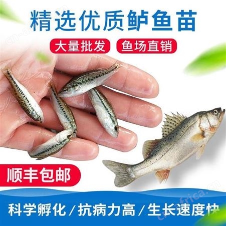 大口鲈鱼苗加州鲈鱼苗 小加州鲈鱼苗繁殖 活泼鱼苗加州鲈鱼苗