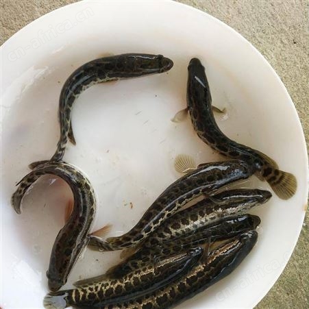 生鱼苗厂家养殖黑鱼苗 生鱼苗 杂交乌鱼苗 淡水养殖鱼苗批发