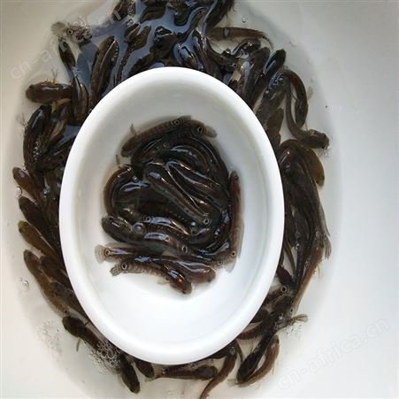 点秤鱼 花星鱼苗 七星鱼鱼苗供应 中渔水产