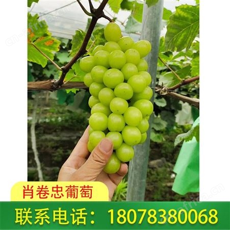 广西桂林阳光玫瑰葡萄一箱六斤装，价格合理