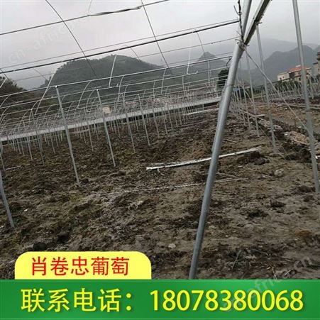 广西钢管独立大棚-蔬菜棚架搭建找我们可安心