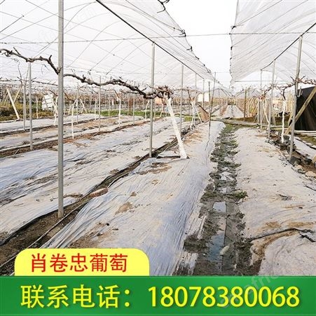 崇左钢架结构连栋大棚厂家设计新颖