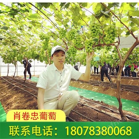 广西柳州阳光玫瑰葡萄预售开始啦