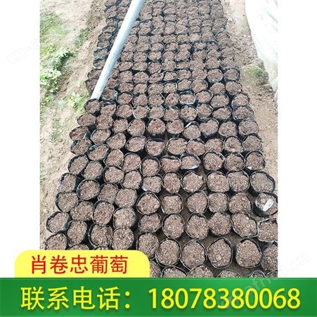 广西阳光玫瑰葡萄苗哪里有卖，兴安肖卷忠常年出售苗木！