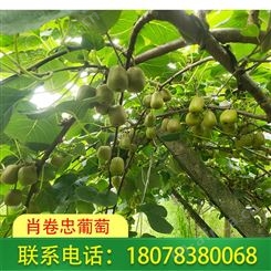 广西红心猕猴桃果园发货及时