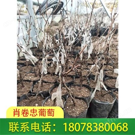 阳光玫瑰营养杯苗 广西葡萄种植合作社服务贴心
