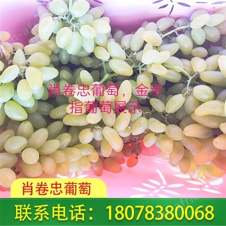 广西桂林灵川葡萄现摘现发--金手指糖度高风味好
