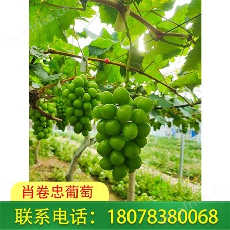 南宁阳光玫瑰葡萄价格合适-订购致电肖卷忠葡萄