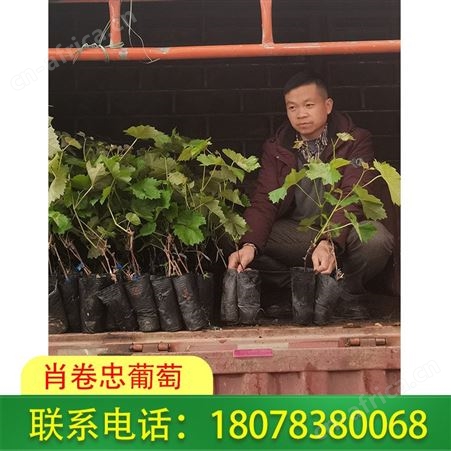 广西阳光玫瑰葡萄苗哪里有卖，兴安肖卷忠常年出售苗木！