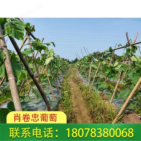 广西绿优铁柱冬瓜批发——桂林市区可代收价格好
