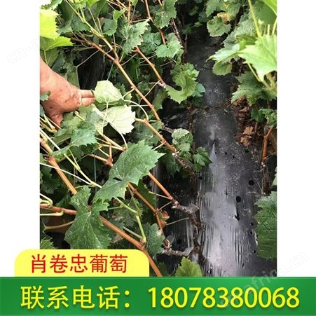 桂林阳光玫瑰葡萄苗优价出售