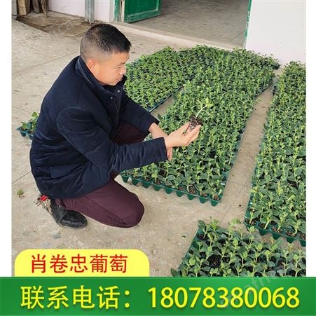 广西大甜王、小甜王西瓜苗基地长期供应