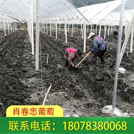 广西水泥杆连体小棚在葡萄果园为生长发育提供适宜环境条件