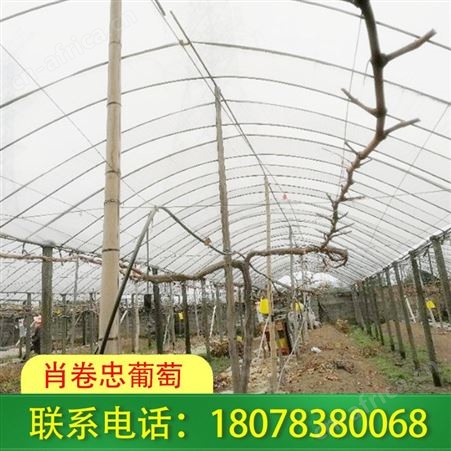 灌阳猕猴桃架子及各种果园棚架搭建请找肖卷忠葡萄