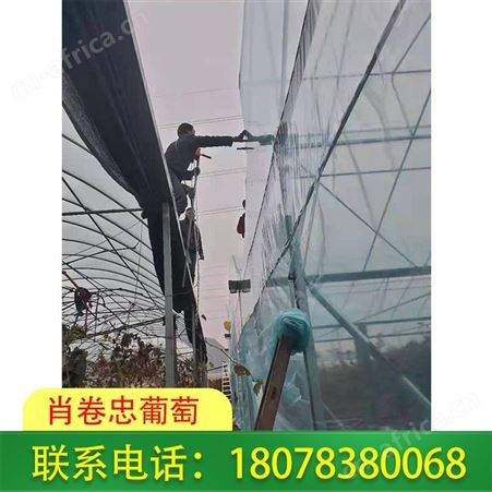 广西葡萄园柑橘地铺设地膜请选耐用Po膜