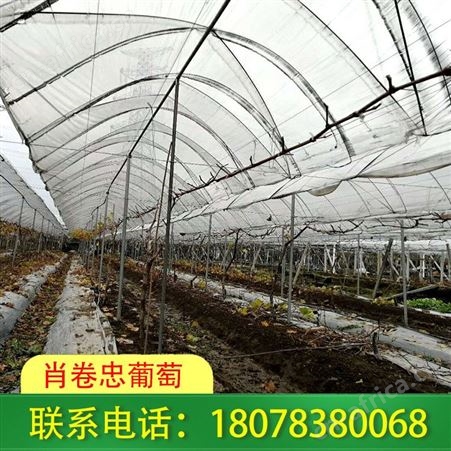 广西草莓棚架-钢管独立大棚安装我们技术娴熟