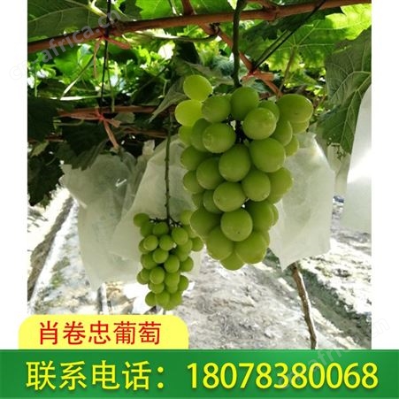广西桂林阳光玫瑰葡萄一箱六斤装，价格合理