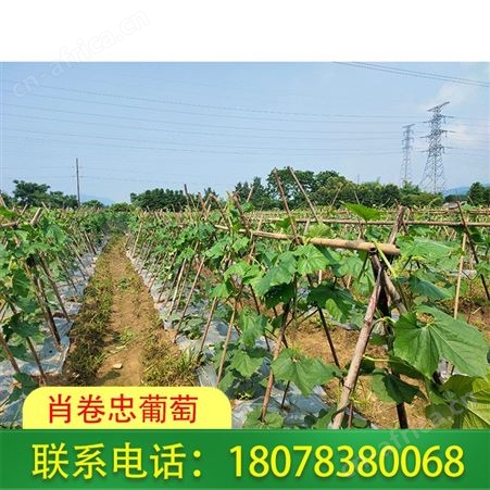 广西绿优铁柱冬瓜批发——桂林市区可代收价格好