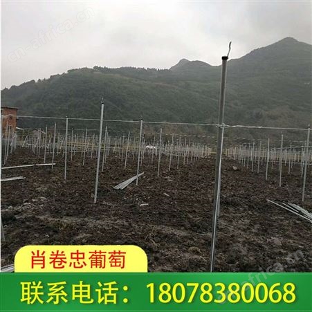 灵川钢管蔬菜大棚搭建案例遍布桂林市区