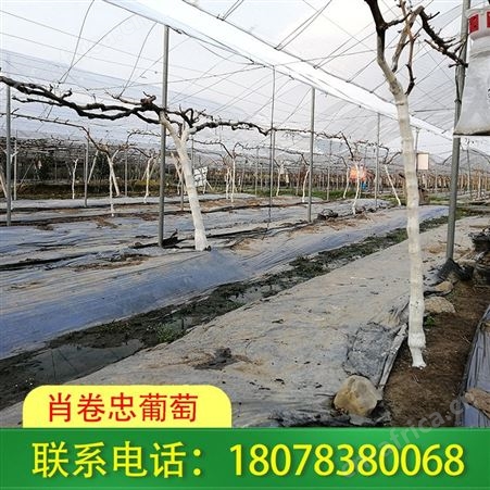 广西钢管独立大棚-蔬菜棚架搭建找我们可安心