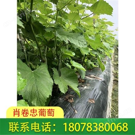 桂林恭城阳光玫瑰葡萄苗基地欢迎您