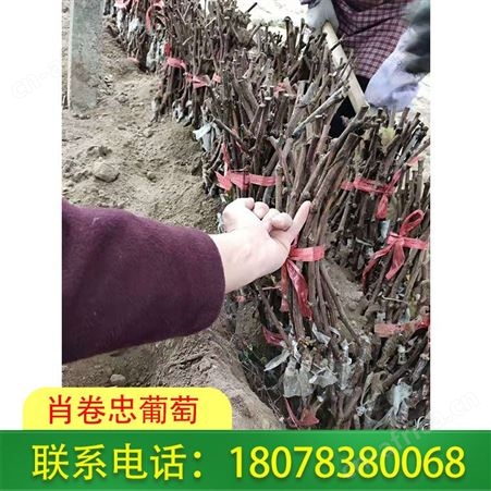 来宾蓝宝石葡萄苗批发选择肖卷忠让您更放心
