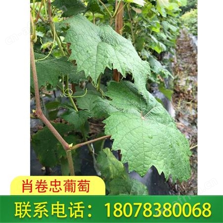 桂林恭城阳光玫瑰葡萄苗基地欢迎您