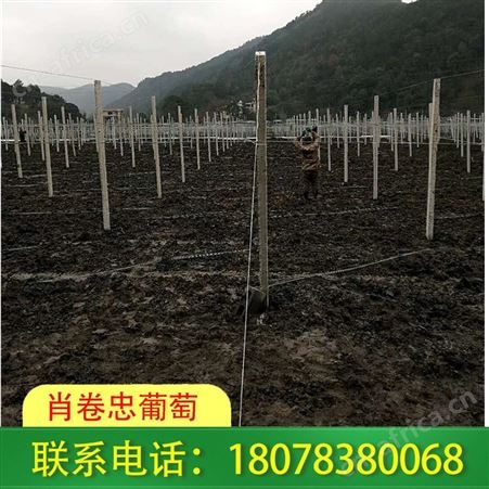 水泥杆连体小棚 广西北海 葡萄棚架工程承接