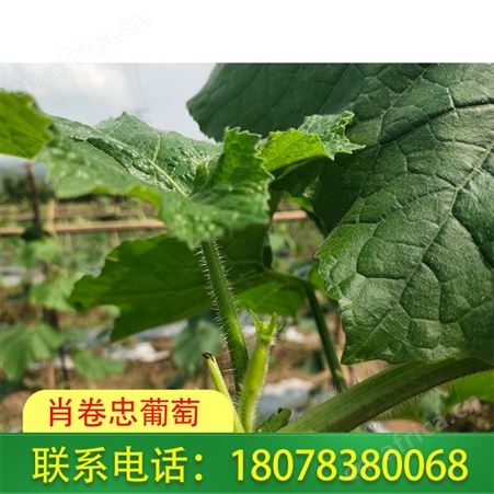 广西绿优铁柱冬瓜批发——桂林市区可代收价格好