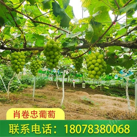 南宁阳光玫瑰葡萄价格合适-订购致电肖卷忠葡萄