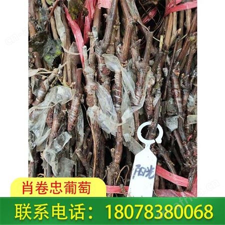 广西柳州阳光玫瑰葡萄苗种植园诚信守约