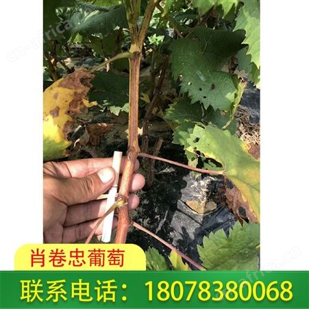 广西桂林葡萄苗：5BB阳光玫瑰售价便宜